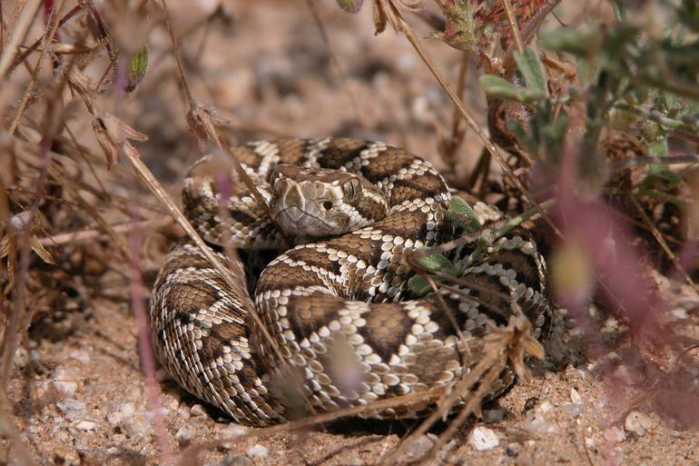 Mojave Rattlesnake